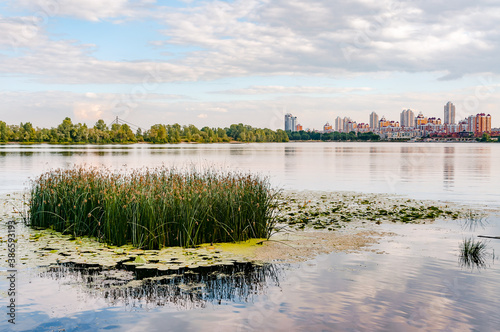Scirpus plants and yellow waterlily in the Dnieper river in Kiev, Ukraine, at evening. Buildings skyline appears in the distance.