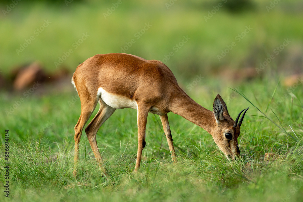 Chinkara or Indian gazelle an Antelope closeup in natural green grass during monsoon safari at ranthambore national park or tiger reserve sawai madhopur rajasthan india - Gazella bennettii Chinkara or Indian gazelle an Antelope closeup in natural green grass during monsoon safari at ranthambore national park or tiger reserve sawai madhopur rajasthan india - Gazella bennettii