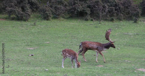 Fallow deers in La Garrotxa, Girona, Pyrenees, northern Spain. Europe