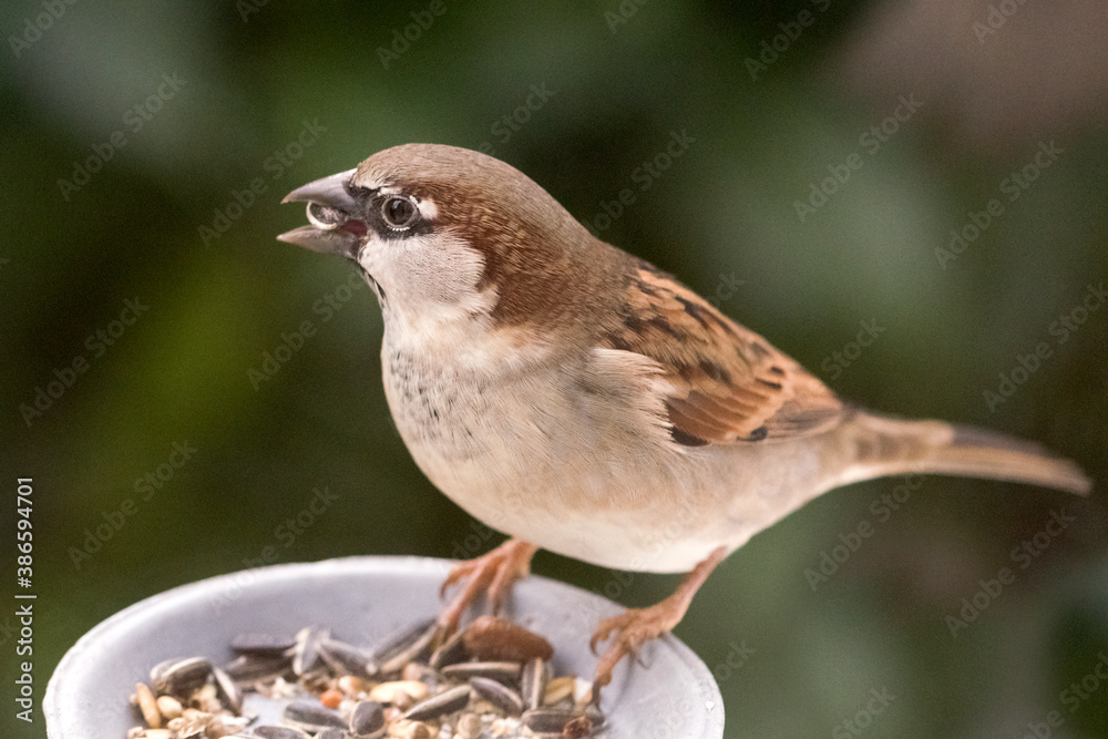 Haussperling, Spatz (männl.) Haussperling, Spatz (männl.)
