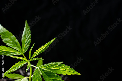 small plant of cannabis seedlings at the stage of vegetation planted in the ground in the sun, exceptions of cultivation an indoor marijuana for medical purposes. Marijuana leaves on dark background.
