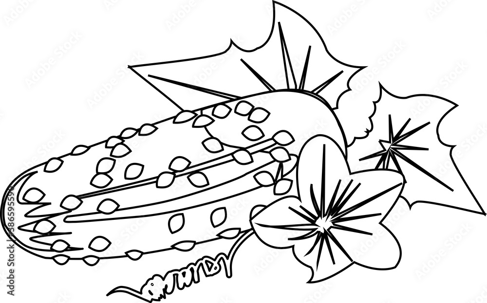 Green cucumber with leaves and yellow flower.