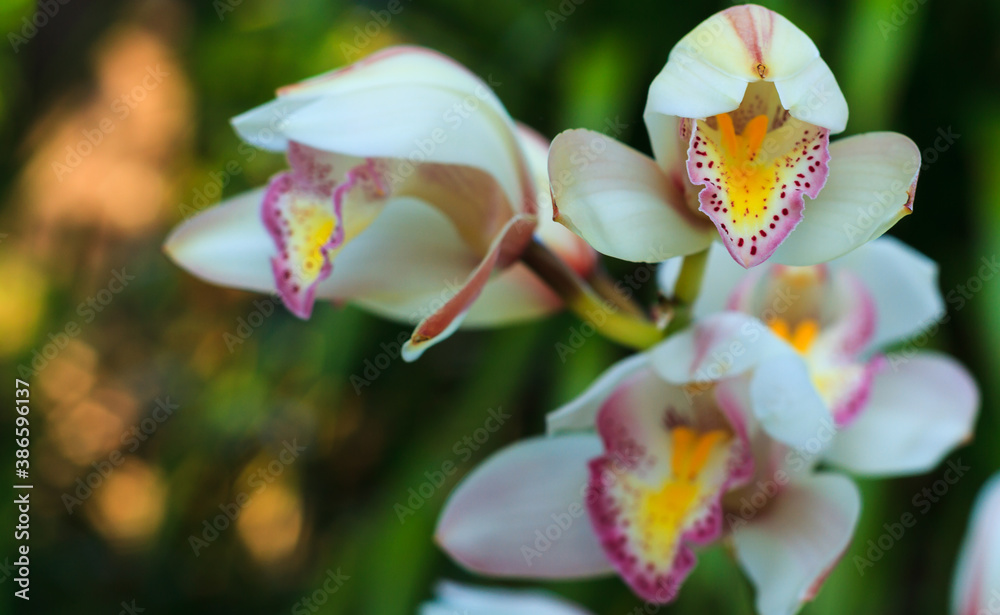 Fototapeta premium White orchids closeup in flower garden