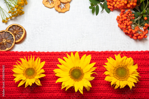 Layout on a white background, red balls, yellow flowers, sunflowers, rowan, dry fruits. Autumn background