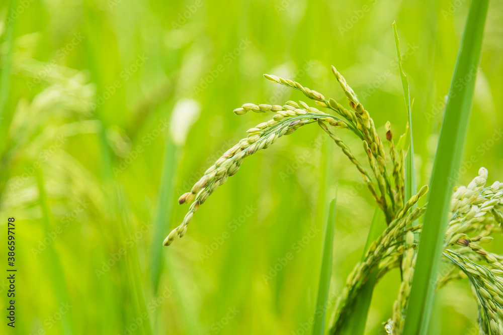 close up of paddy green rice field close up of paddy green rice field