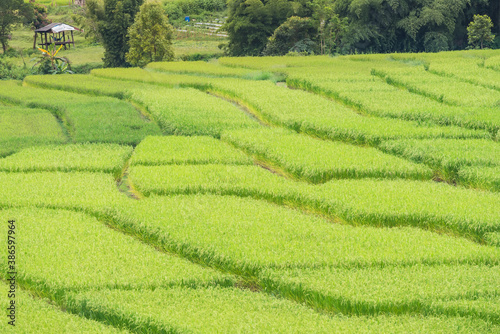 Panorama Aerial View of Pa Bong Piang terraced rice fields, Mae Chaem, Chiang Mai Thailand.