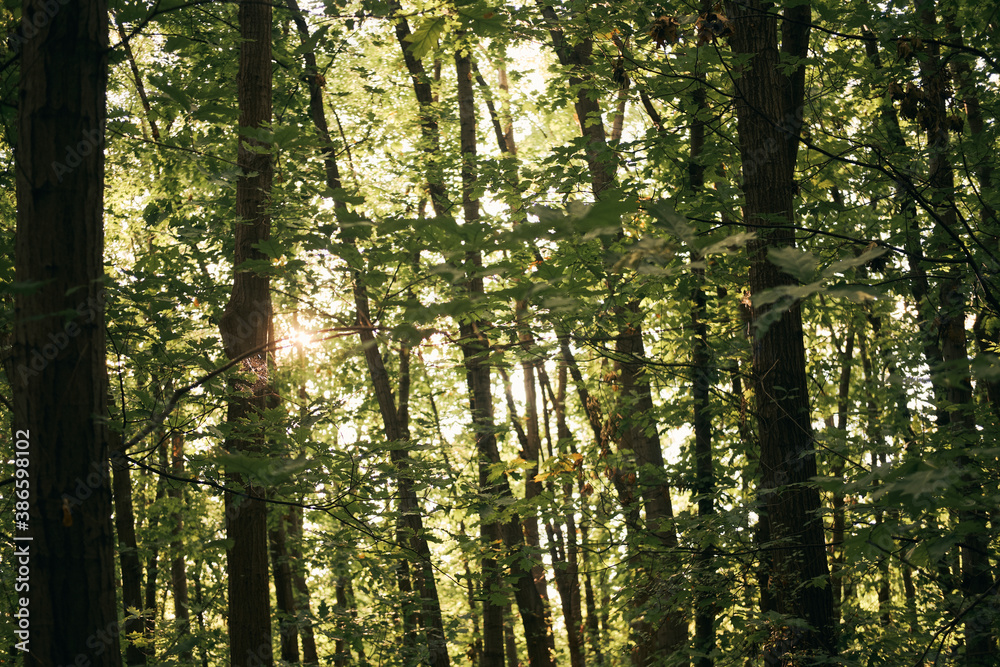 Fototapeta premium Sun rays through the forest.