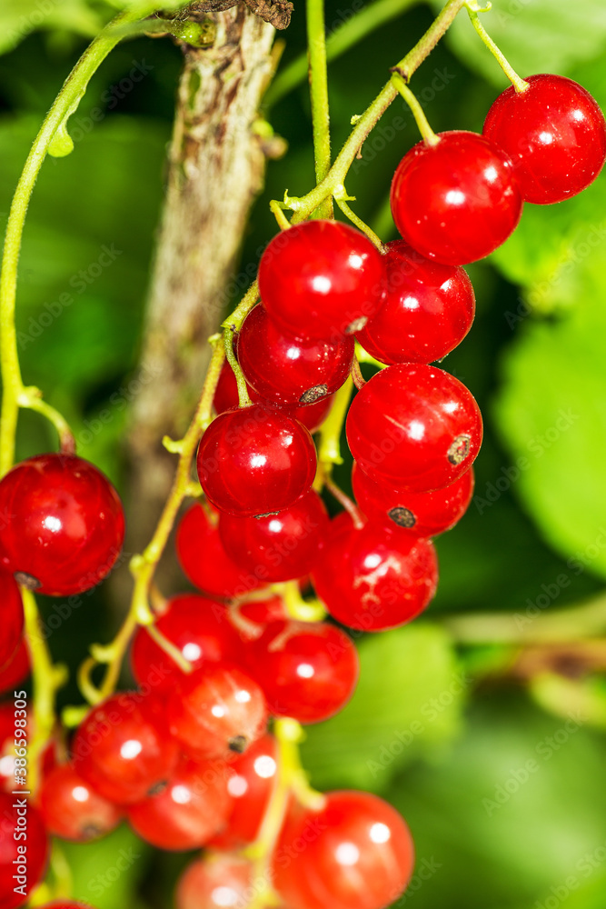 Red currant berries on a bush Red currant berries on a bush
