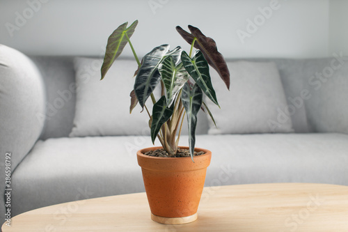Alocasia sanderiana bull or alocasia bambino in a clay pot photo