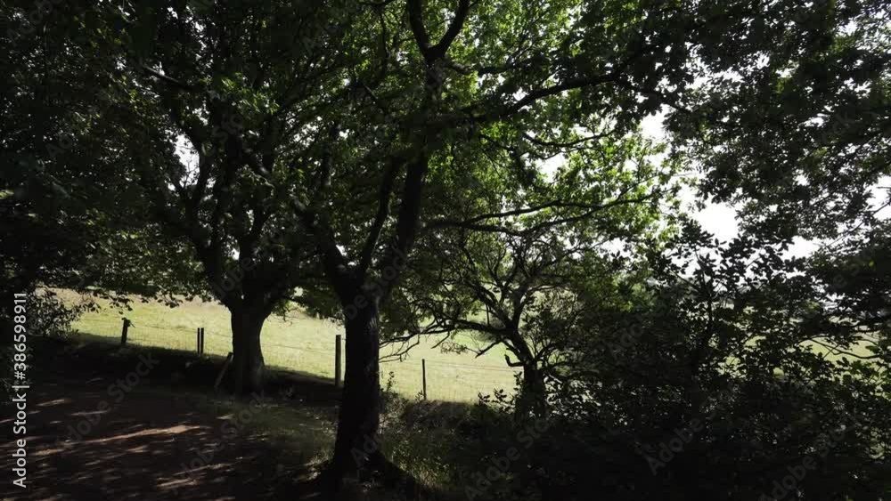Walking a dark woodland path with bright sunshine background Walking a dark woodland path with bright sunshine background