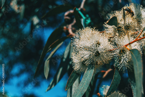 Close-up of a flowering eucalyptus plant