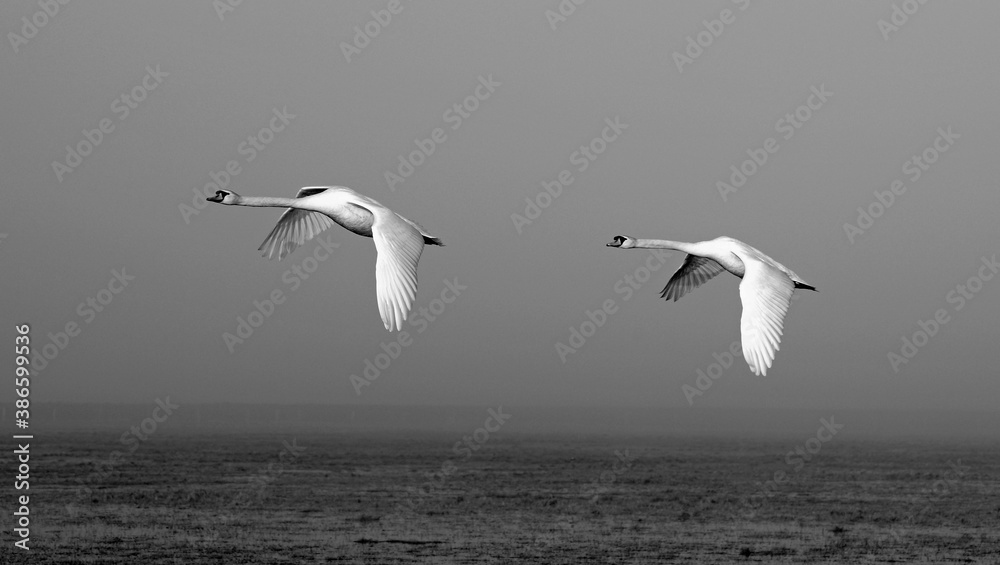 Mute swans approaching for landing