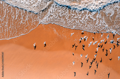 Obraz na płótnie Seagulls fly over the sandy beach. View from above. Sand and waves. Abstract nature landscape background w salonie