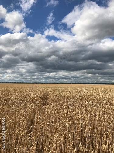 field of wheat
