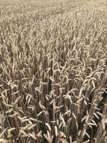 field of wheat