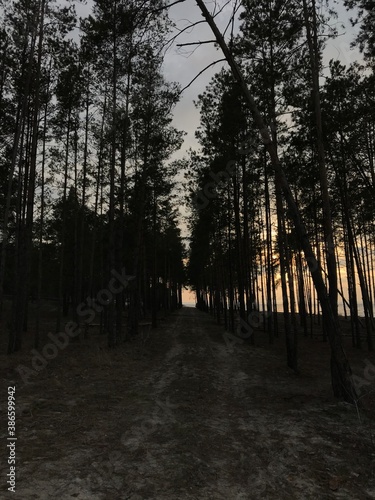 sunset in the forest