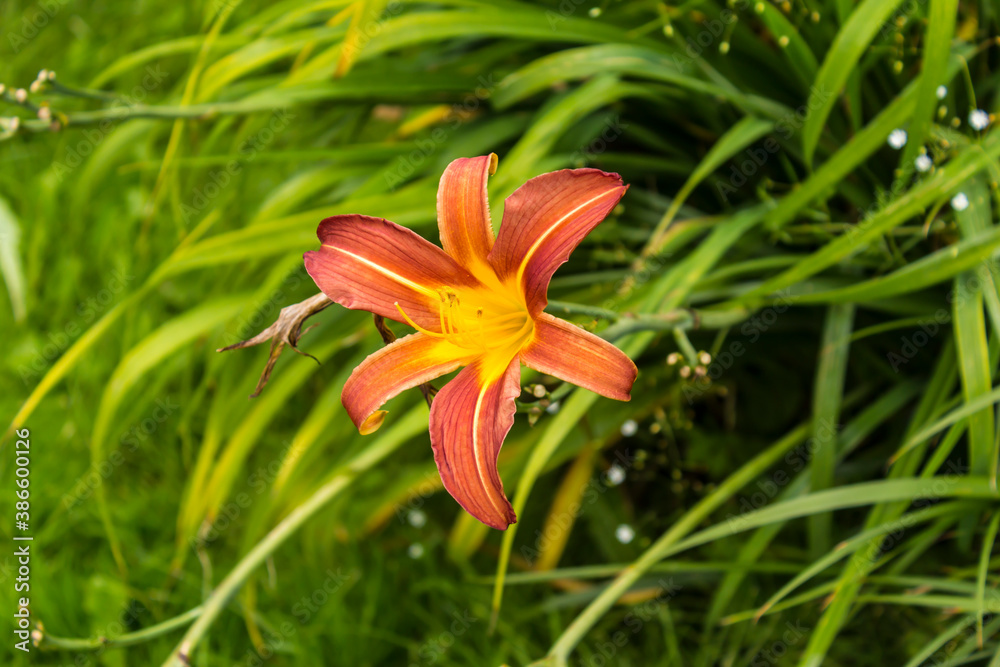 Red daylily ( Hemerocallis ) on a background of green shoots . Close up . Botanical garden in the middle of summer. Red daylily ( Hemerocallis ) on a background of green shoots . Close up . Botanical garden in the middle of summer.