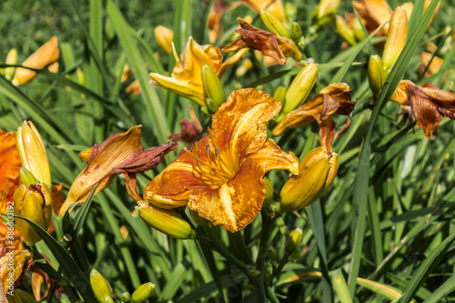 Withered red daylilies ( Hemerocallis ) on a background of green grass . Close up . Botanical garden in the middle of summer.