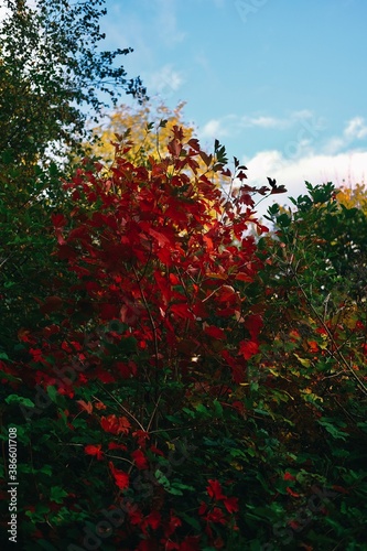 Red Autumn Leaves