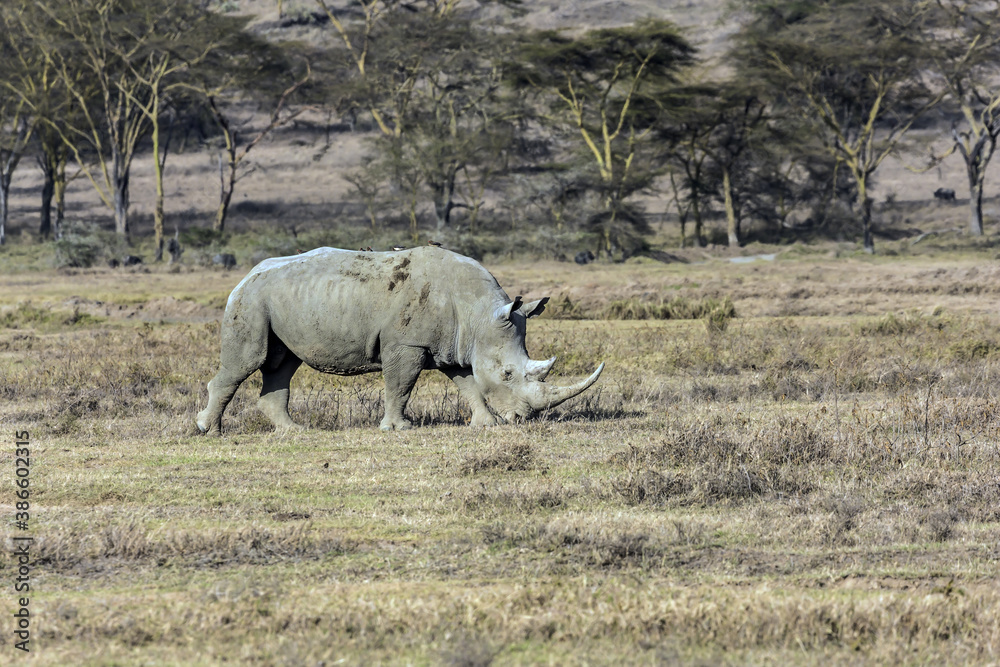 Fototapeta premium Rhino grazing in the savannah