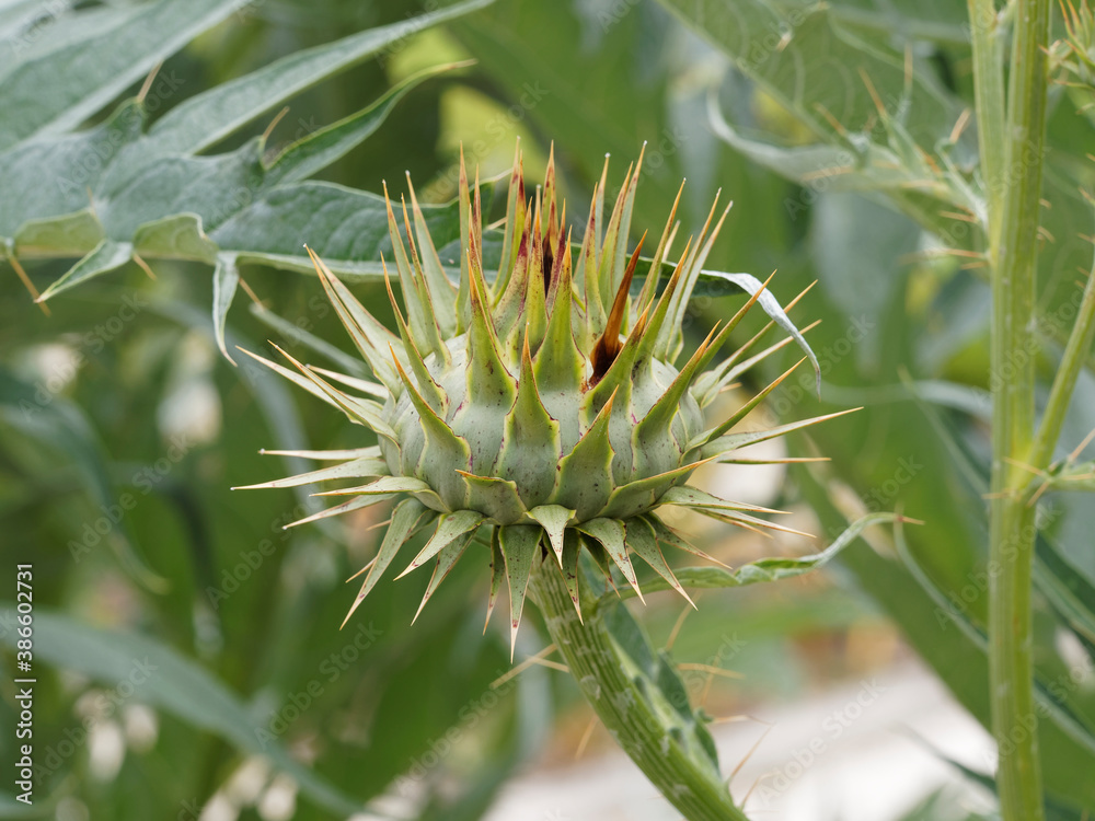 (Cynara cardunculus) Tête d'artichaut ou cardon épineux argenté Plainpalais ou argenté de Genève inerme (Cynara cardunculus) Tête d'artichaut ou cardon épineux argenté Plainpalais ou argenté de Genève inerme