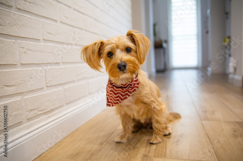 A small dog, a york, yorkshire terrier sitting on a wooden floor in a house.