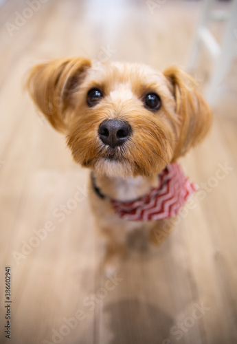 A small dog, a york, yorkshire terrier looking at the camera in a house.