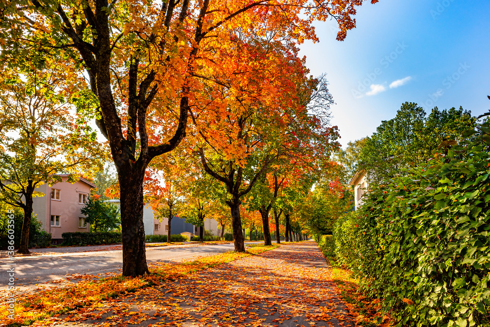 Autumn in the city. Colorful tree lined road. Red, orange, green and yellow trees on the roadside. A street covered with falling leaves in town. Autumn landscape. Fall colors. A town in Finland.