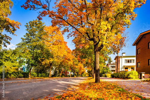 A city street with trees in autumn season. Bright colorful view of fall foliage in town. Tree lined road with houses. Ecological city concept. Fallen leaves. Helsinki street scene. A town in Finland.