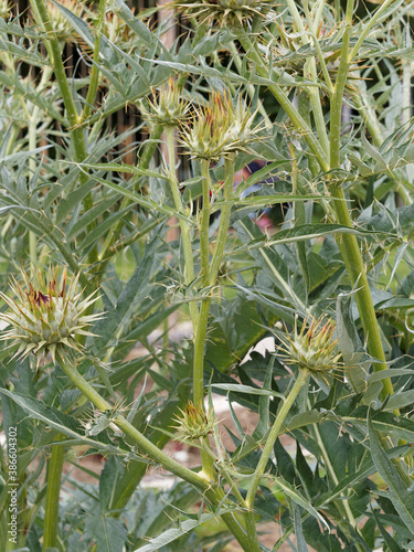 Cynara cardunculus - Artichaut ou cardon épineux argenté de Plainpalais au feuillage vert brillant, face inférieure blanc mat, argenté photo