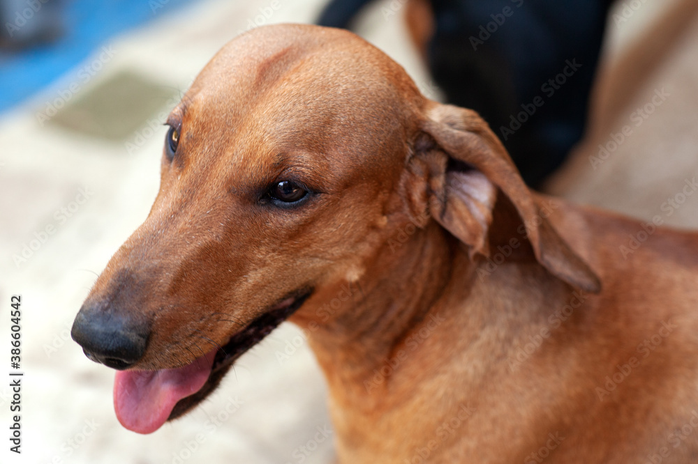 Close up portrait of cute ginger dachshunds, smiling with tongue out. Adorable cherish pet. Outdoors, copy space.