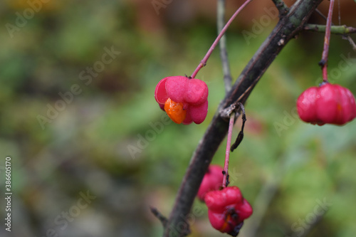 Pfarrerkapperl, Gewöhnliche Spindelstrauch, Euonymus europaeus mit orangenen Früchten und rosa Hüllen im Herbst vor herbstlichen Hintergrund