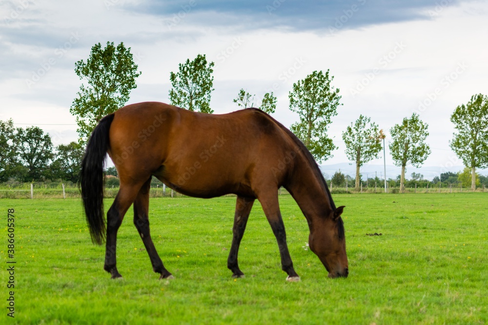 portrait of horse in the grass