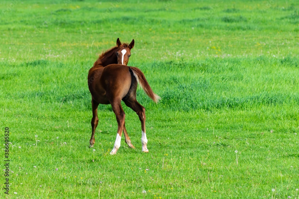 Fototapeta premium portrait of baby horse in the grass