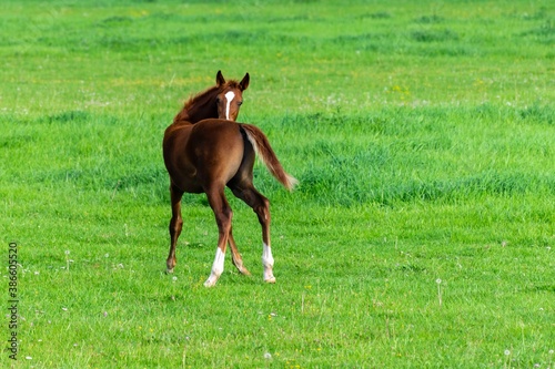 portrait of baby horse in the grass