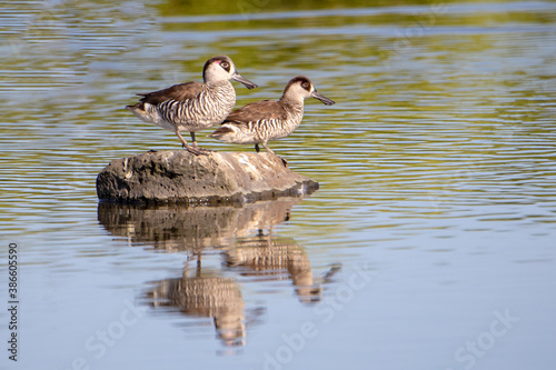 Two Pink-eared Duck on a rock with reflection