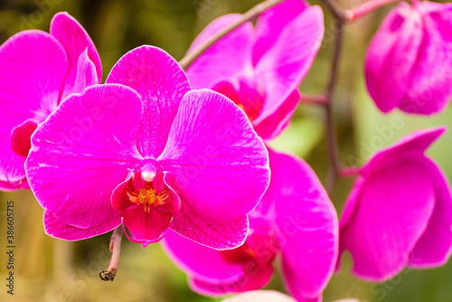 Close-up of orchid phalaenopsis. Bouquet of flowers orchids
