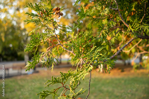 Green conifer thuja branches in autumn park close up.
