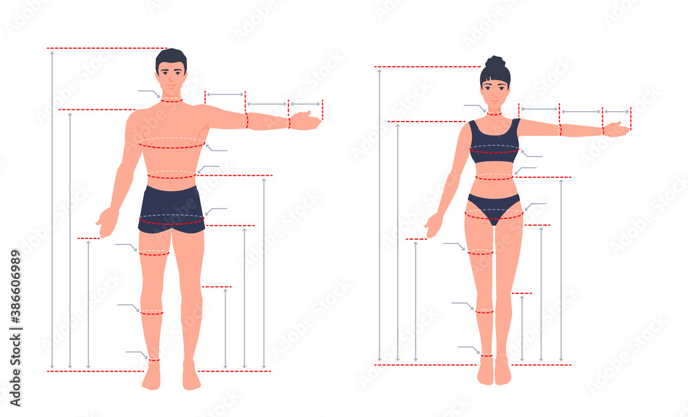 An adult human body size chart. Measurements for tailoring clothes