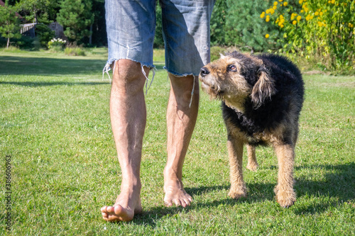 Man walking his senior dog on lawn