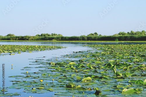 Nenúfares de las zonas pantanosas del delta del Danubio. Vegetación acuática de las lagunas interiores en el delta en la zona de Rumanía, cerca de Tulcea. photo