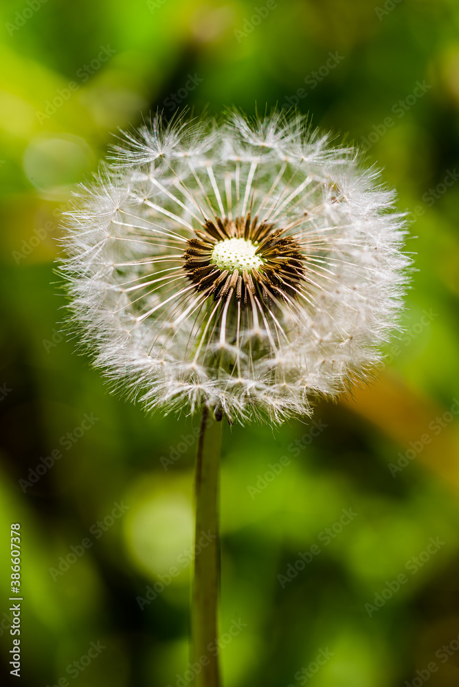 Fototapeta premium Dandelion out of blooming in summer in Czech republic