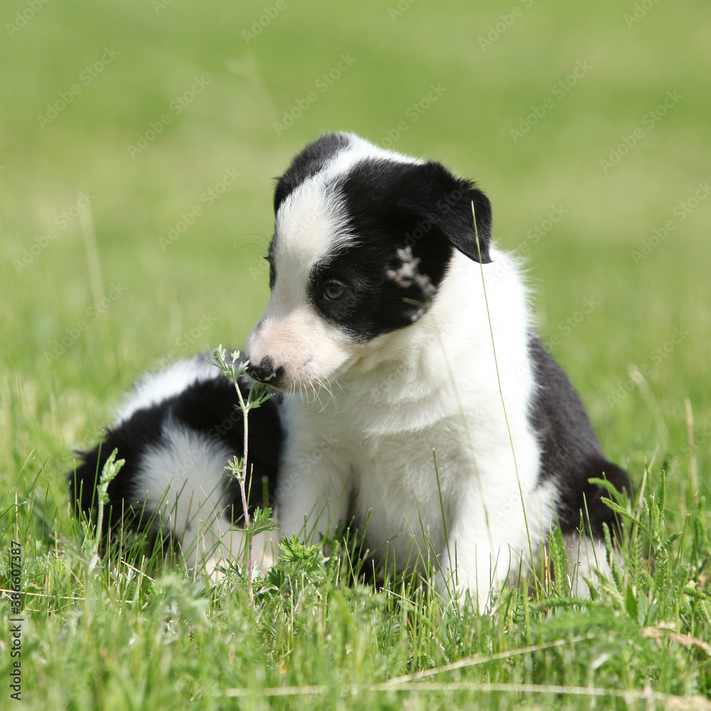 Amazing Border collie puppies Amazing Border collie puppies