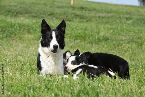 Border collie bitch with its pupies