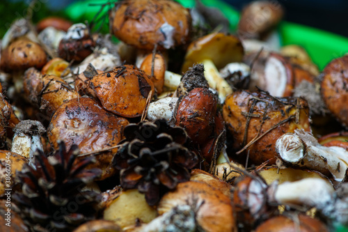 Fototapeta Naklejka Na Ścianę i Meble -  fresh boletus mushrooms with cones in a large dish ultra macro photo
