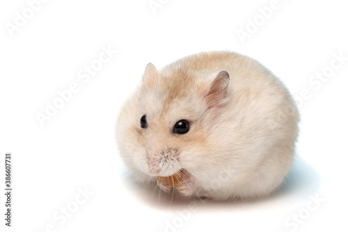 Dwarf furry hamster on white background close-up, copy space