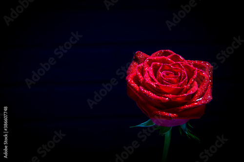 Beautiful large rose in dark red tones on a black background. space for text...