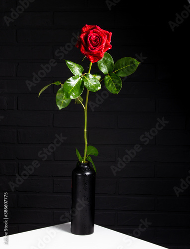 a red rose with green leaves stands in a black vase on a white table. place for text..
