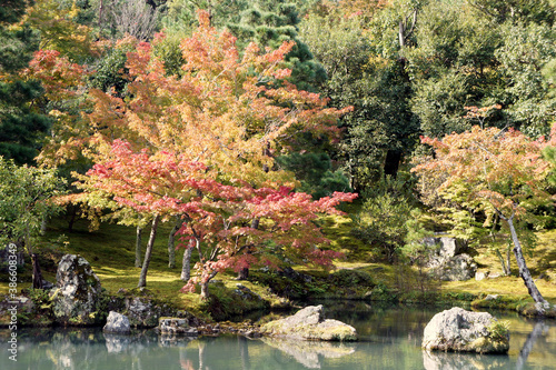 Fotografie Autumn bloom by a lake, in Golden Pavilion Kinkakuji Temple at Kyoto Japan
