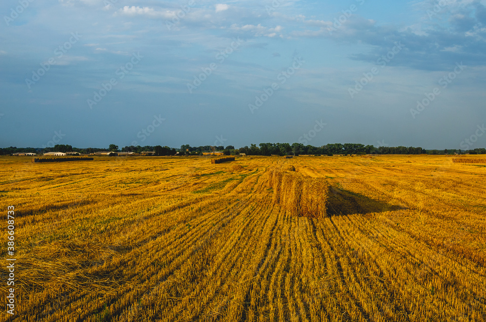 Fototapeta premium Big round bales of straw in the meadow